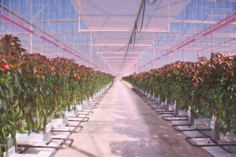 ���~˹�W˾�ʰl��ȫ��OSLON Optimal LED��׌ֲ����������Ч���ɿ����ԃr�ȸ���