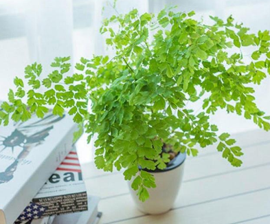 �՚�������Lϵ�y�ă��ݺ̓Ȳ��Ķ�N������